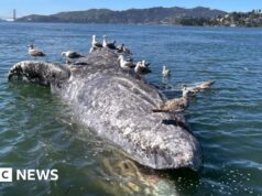 Por que as baleias cinzentas estão morrendo nas águas de São Francisco? Cientistas dos EUA procuram pistas