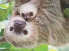 31 preguiças morreram em um armazém frigorífico antes da inauguração da atração de Orlando