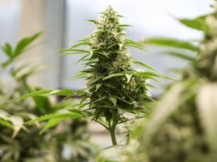 Departamento de Justiça alivia restrições a alguns produtos de maconha