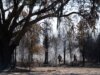 2 Incêndios florestais na Geórgia destroem mais de 100 casas e queimam mais de 38.000 acres