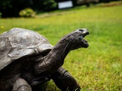 Foi uma farsa: Jonathan, a tartaruga mais velha do mundo, ainda está “vivo e bem”