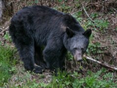 Ursos perseguem e mordem visitantes no Parque Nacional Nice Smoky Mountains