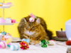 Amazon Pet Days retorna em maio: tudo o que você precisa saber sobre o Prime Day para animais de estimação