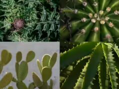 Como as plantas ganharam espinhos: um mistério genético resolvido