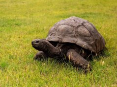 O animal terrestre mais antigo conhecido do mundo vivo depois que boato de morte viral engana milhares