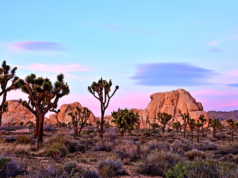 Caminhante tropeça em crânio humano em deserto icônico enquanto o mistério cresce e detetives abrem investigação de homicídio