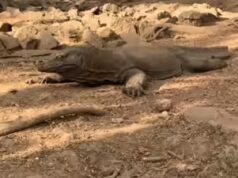 Polícia da Indonésia prende seis pessoas por contrabando de dragão de Komodo