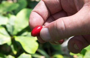 ‘Fruta milagrosa’ pode ajudar pacientes com câncer a superar o efeito colateral da quimioterapia que pode levar à perda de peso perigosa