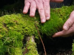 A beleza do musgo