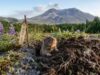 Erupção do Monte Santa Helena: como os Esquilos transformaram uma terra árida em 43 anos