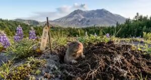 Erupção do Monte Santa Helena: como os Esquilos transformaram uma terra árida em 43 anos