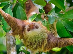 Descoberta chocante em armazém na Flórida deixa autoridades procurando o que deu errado
