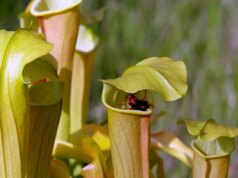 Natureza: Plantas carnívoras no Texas