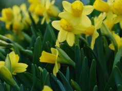 Natureza: Primavera na Pensilvânia