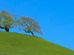 Natureza: Carvalhos na Califórnia