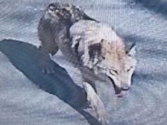 Como um lobo se tornou um fugitivo na Coreia do Sul?