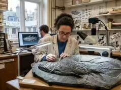 Paleontólogos identificam uma nova espécie de celacanto a partir de um fóssil de 150 anos em Londres