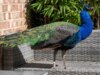 Pavão faminto bate nas janelas em busca de comida e se serve de frutas e amendoins nas casas do bairro