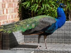 Pavão faminto bate nas janelas em busca de comida e se serve de frutas e amendoins nas casas do bairro
