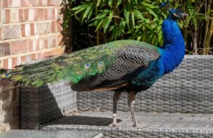 Pavão faminto bate nas janelas em busca de comida e se serve de frutas e amendoins nas casas do bairro