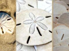 Em busca de dólares de areia