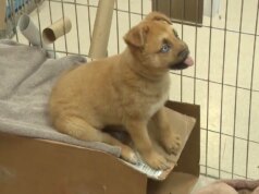 The Uplift: Peanut, o cachorrinho