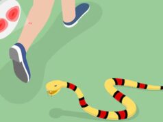 Turista mordido por cobra perto da praia de Cherai em Kochi, Kerala; em observação na UTIM