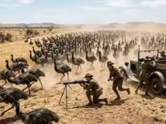 A Grande Guerra Emu de 1932: Como 20.000 pássaros que não voam foram mais espertos que o exército australiano