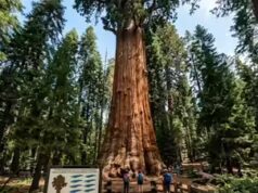 A inacreditável realidade do Parque Nacional da Sequoia, onde uma árvore pesa mais de 10 baleias azuis