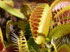 Salvando a armadilha para mosca de Vênus