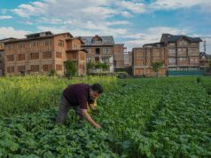 Notícias em Molduras: Uma folha humilde que sussurra para casa