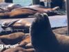 Enorme leão-marinho faz rara aparição em São Francisco