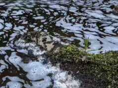 Poluição devasta o rio Spey: suspeita de derramamento de produtos químicos mata peixes e pássaros; sonda tem como alvo hyperlink industrial