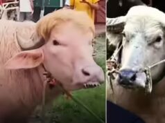 Assista: Os búfalos virais de Bangladesh, como Donald Trump e Benjamin Netanyahu, roubam os holofotes