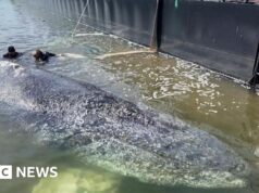 Baleia será removida de ilha dinamarquesa após fracasso em resgate alemão