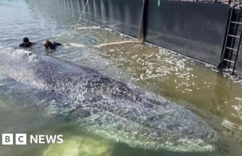 Baleia será removida de ilha dinamarquesa após fracasso em resgate alemão