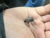 Lanterna-pintada invasora encontrada em Ontário. Autoridades dos EUA dizem para pisar