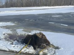 ‘Não posso deixá-lo’: Sask. Motorista de caminhão de reboque resgata alce preso no gelo