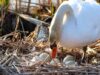 Investigação em andamento sobre caça furtiva de aves aquáticas no Parque Nacional Level Pelee
