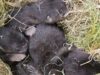 Lontra adorável: filhotes de lontra encontrados escondidos sob o galpão de Richmond