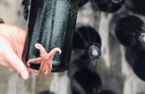 O oceano encontra o pomar: esta empresa da Holanda está envelhecendo cidra no mar
