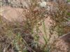 Como a Parks Canada está tentando proteger plantas costeiras raras em NB, PEI