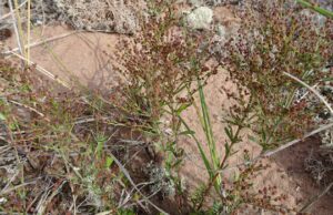 Como a Parks Canada está tentando proteger plantas costeiras raras em NB, PEI
