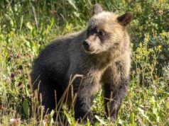 Caminhante é atacado por urso pardo perto de uma trilha fashionable no país de Kananaskis