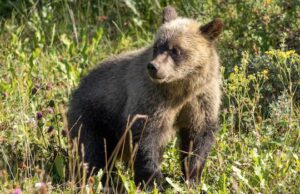 Caminhante é atacado por urso pardo perto de uma trilha fashionable no país de Kananaskis