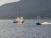 Vídeo captura baleia cinzenta sendo atingida por Sea-Doo em Vancouver