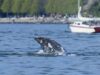 7 baleias cinzentas foram encontradas mortas na ilha de Vancouver este ano