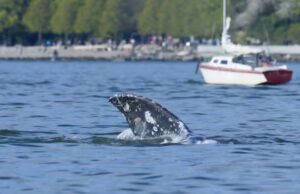 7 baleias cinzentas foram encontradas mortas na ilha de Vancouver este ano