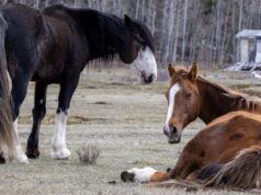 O governo de Alberta diz que a população de cavalos selvagens atingiu níveis “inaceitáveis”, discordam os defensores