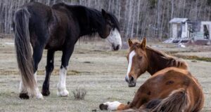 O governo de Alberta diz que a população de cavalos selvagens atingiu níveis “inaceitáveis”, discordam os defensores